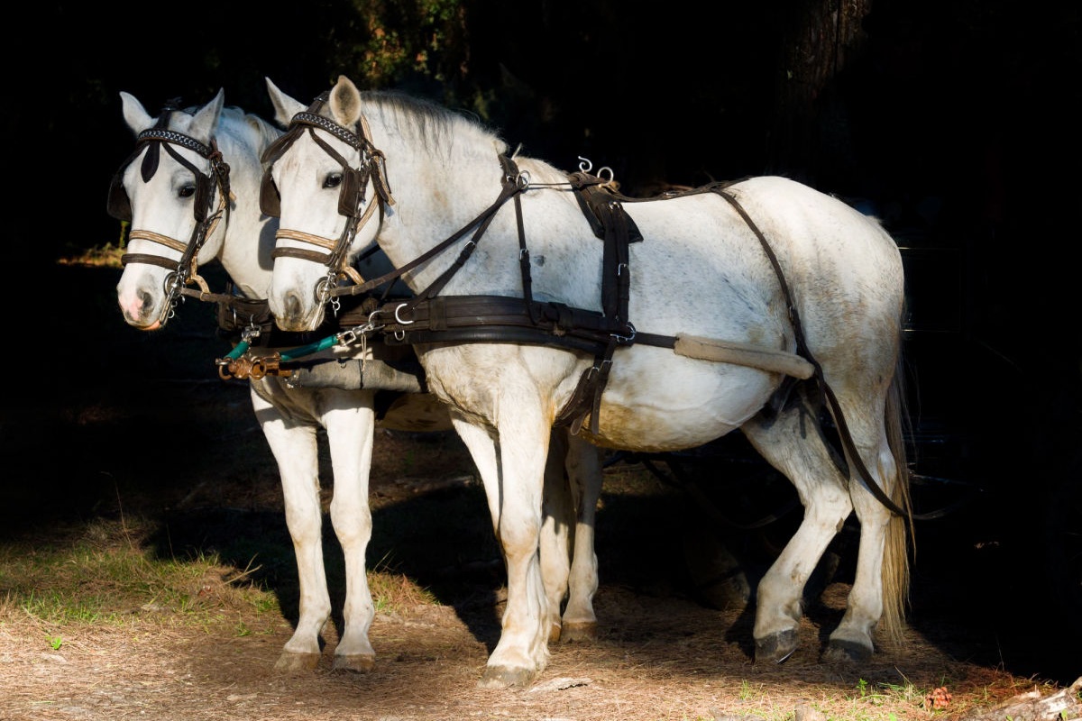 Managing a Workhorse Dividend Stock Portfolio